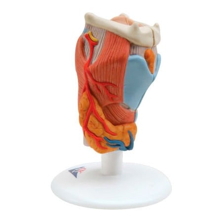 Fabrication Enterprises 3B Anatomical Model - Larynx, 2-Part 975899